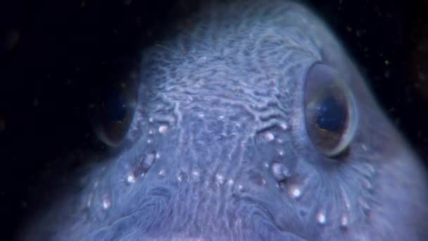 Lancet vis meerval close-up op zoek naar voedsel onder water van de Witte Zee. — Stockvideo