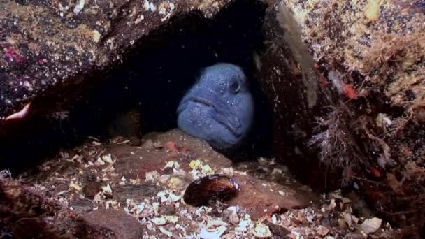 Pesce gatto di Lancet su fondo marino alla ricerca di cibo subacqueo di Mar Bianco . — Video Stock