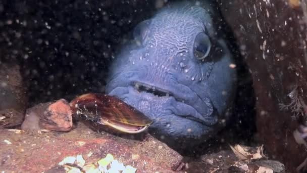 白い海の水中に餌を求めて海底にランセット魚ナマズ. — ストック動画