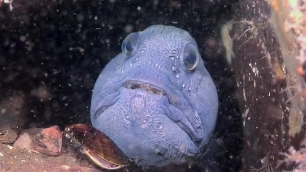 柳叶刀鱼鲶鱼在海底寻找食物水下的白海. — 图库视频影像