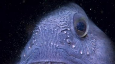 Beyaz Deniz yiyecek aramaya sualtı Lancet balık yayın balığı yakın çekim.