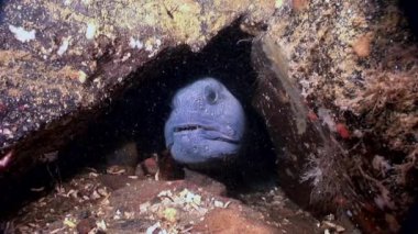 Lancet balık yayın balığı deniz dibinin beyaz deniz sualtı yiyecek bulmak üzerinde.