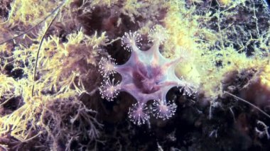 Lucernaria quadricornis su altında beyaz deniz