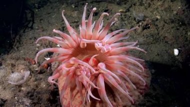 Kırmızı anemone actinia yakın çekim su altında beyaz deniz dibinin üzerinde.