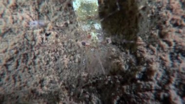 Gıda sualtı deniz dibinin beyaz deniz Rusya'nın arayışı içinde maskeli cam karides.
