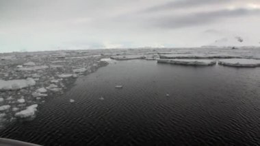 Antarktika okyanusta yüzen buz kütlesi buz Seals kar.