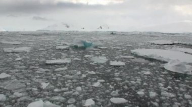Hareket ve kar kıyı şeridi okyanus Antarktika buz.