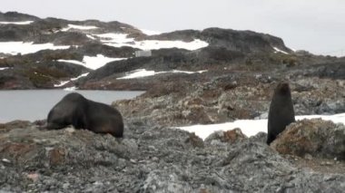 Mühürler rock kar kıyı şeridi okyanus Antarktika üzerinde.