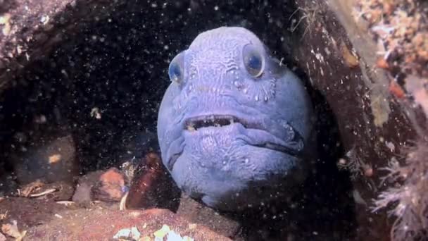 Lanceta de peces bagre de cerca en busca de alimentos bajo el agua del Mar Blanco . — Vídeo de stock