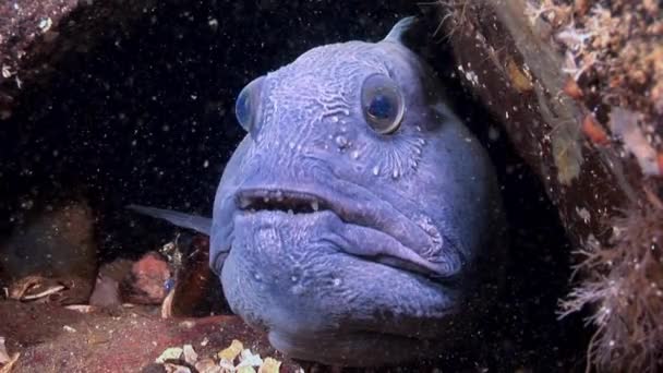 Lancet fish catfish on seabed in search of food underwater of White Sea. — Stock Video