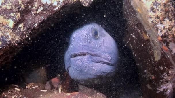 Lancet Fisch Wels auf dem Meeresboden auf der Suche nach Nahrung unter Wasser des weißen Meeres. — Stockvideo