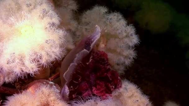 Beyaz kabarık metridium ve denizanası suyun altında beyaz deniz dibinin üzerinde. — Stok video