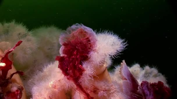 White fluffy metridium and jellyfish underwater on seabed of White Sea. — Stock Video