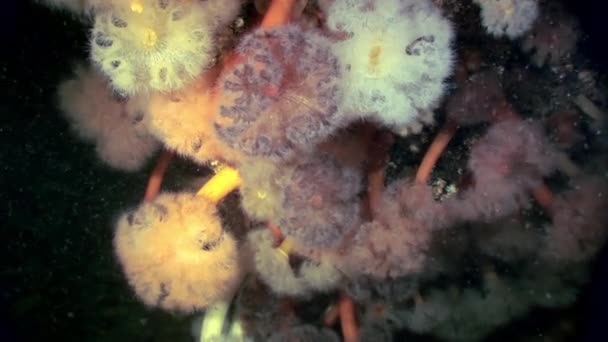 White fluffy metridium underwater on seabed of White Sea. — Stock Video