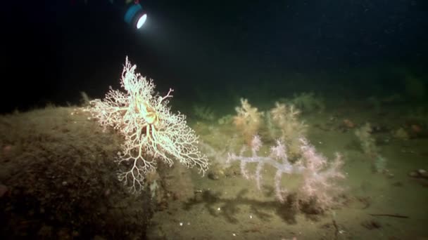 Горгония и белый пушистый мягкий коралл под водой на дне Белого моря . — стоковое видео