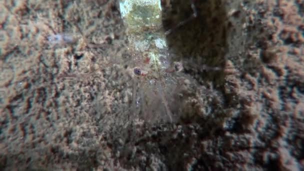 Crevettes en verre masquées à la recherche de nourriture fonds marins sous-marins de la mer Blanche Russie . — Video