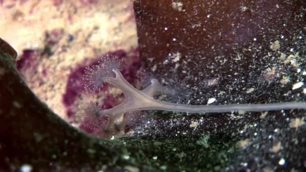 Lucernaria quadricornis under vattnet i vita havet. — Stockvideo