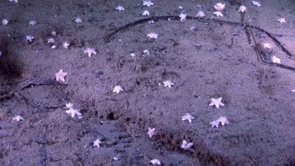 Kırmızı deniz yıldızı beyaz deniz dibinin üzerinde birçok küçük su altında. — Stok video