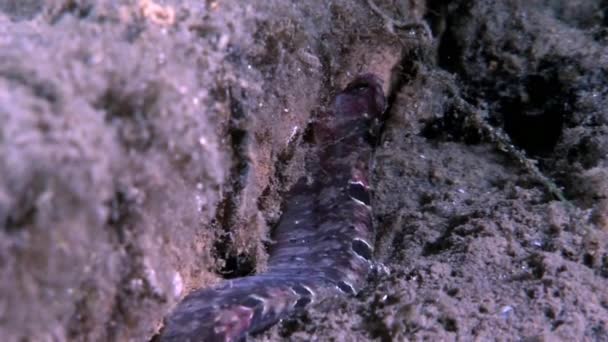 Pout de enguia peixe de carneiro perciforme no fundo do mar subaquático no oceano do Mar Branco . — Vídeo de Stock