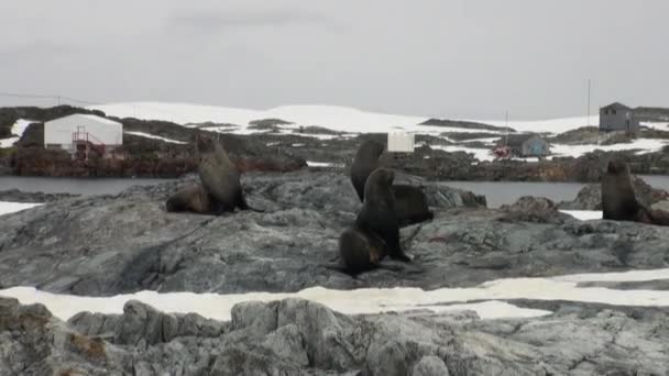 Těsnění ve sněhu na vědecké antarktické stanice akademik Vernadskij. — Stock video