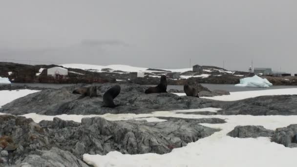 Sellos en la nieve en la Estación Científica Antártica Académico Vernadsky . — Vídeos de Stock