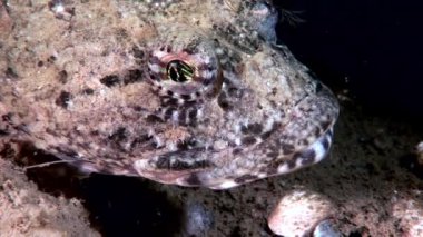 Egzotik deniz dibinin su altında beyaz deniz okyanus içinde balık lekeli.