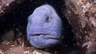 Lancet balık yayın balığı deniz dibinin beyaz deniz sualtı yiyecek bulmak üzerinde.