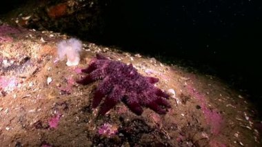 Kırmızı deniz yıldızı su altında beyaz deniz dibinin üzerinde kapatın.