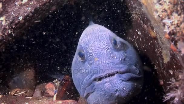 Pesce gatto di Lancet su fondo marino alla ricerca di cibo subacqueo di Mar Bianco . — Video Stock