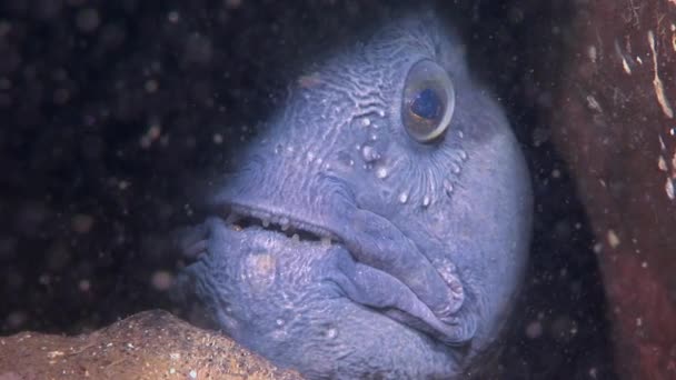 白い海の水中に餌を求めてランセット魚ナマズをクローズ アップ. — ストック動画