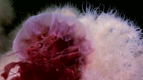Métridium duveteux blanc et méduses sous-marines sur les fonds marins de la mer Blanche .