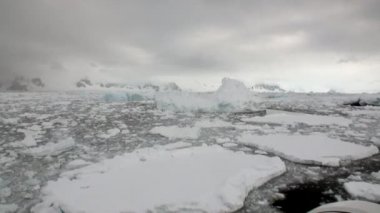 Buz buzul buzdağı ve kar kıyı şeridi okyanus Antarktika içinde.