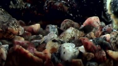 Gıda sualtı deniz dibinin beyaz deniz Rusya'nın arayışı içinde maskeli cam karides.