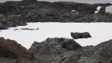 Antarktika'nın okyanusta kar sahil şeridi üzerinde mühür.