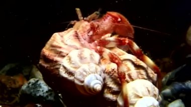 Kanser Yalnızcıl Yengeç kabuk su altında beyaz deniz gıda arama sürüyor.