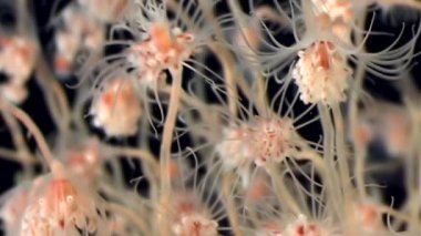 Bell Hydroid denizanası kolonileri açar beyaz deniz sualtı deniz dibinin Rusya'da.