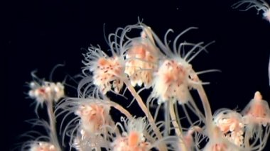 Tubulariae çan Hydroid denizanası suyun altında beyaz deniz siyah arka plan üzerinde.