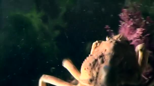 Krab hios pod wodą w poszukiwaniu żywności na dnie morza białego Rosji. — Wideo stockowe