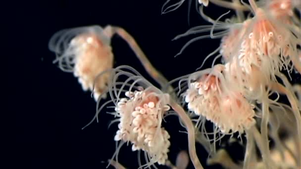 Tubulariae bell Hydroid kwal onderwater op zwarte achtergrond van witte zee. — Stockvideo