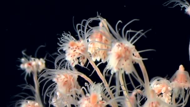 Tubulariae bell Hydroid kwal onderwater op zwarte achtergrond van witte zee. — Stockvideo