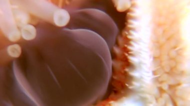 Siyah arka plan deniz üzerinde su altında beyaz deniz yıldızı yakın çekim.