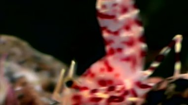 Kırmızı karides yemek sualtı deniz dibinin beyaz deniz Rusya'nın arayışı içinde maskeli.