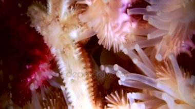 Siyah arka plan deniz üzerinde su altında beyaz deniz yıldızı yakın çekim.