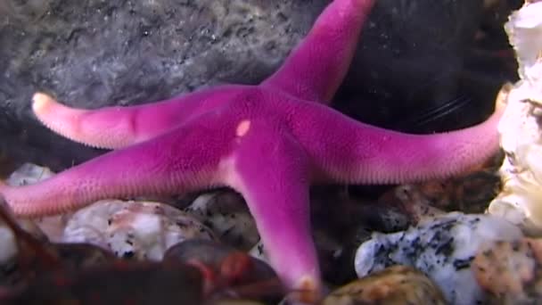 Estrella de mar roja de cerca bajo el agua en el fondo del Mar Blanco . — Vídeos de Stock