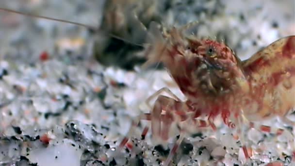 Krewetki Red maskowane w poszukiwaniu żywności pod wodą z bliska morza białego Rosji. — Wideo stockowe