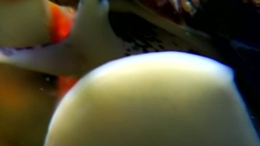 Deniz deniz salyangoz yakın çekim su altında beyaz deniz dibinin.