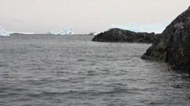 Antarktika'nın su okyanusta mühürler divea.