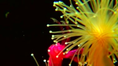 Lucernaria quadricornis yakalar ve Caprella su altında beyaz deniz yiyor