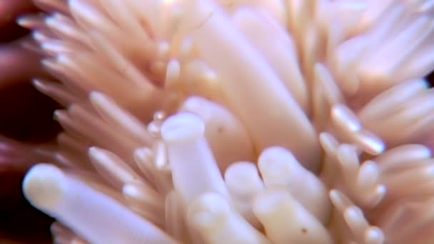 Nålar och tentakler av sjöstjärnor närbild under vattnet på havsbotten i vita havet. — Stockvideo