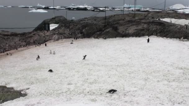 Pinguïns bij station wetenschappelijke Antarctisch Station academicus Vernadski. — Stockvideo